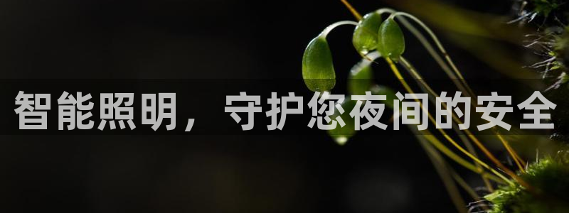 云顶国际平台游戏